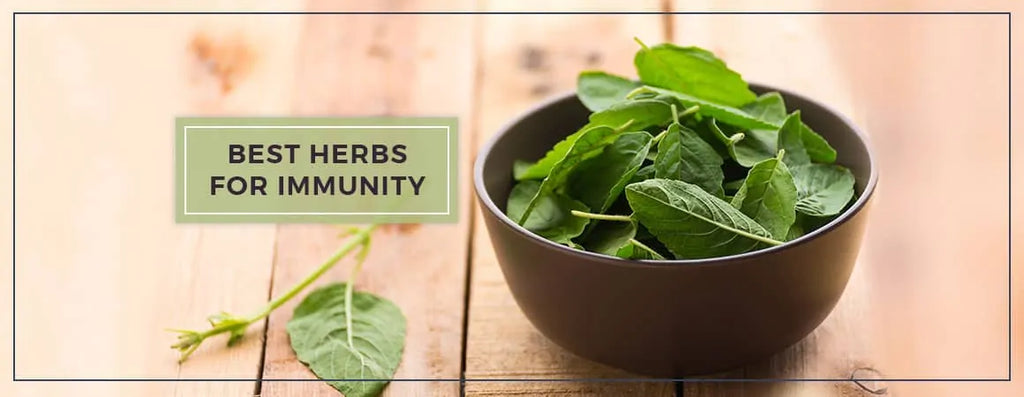 Best Herbs for Boost The Immune System