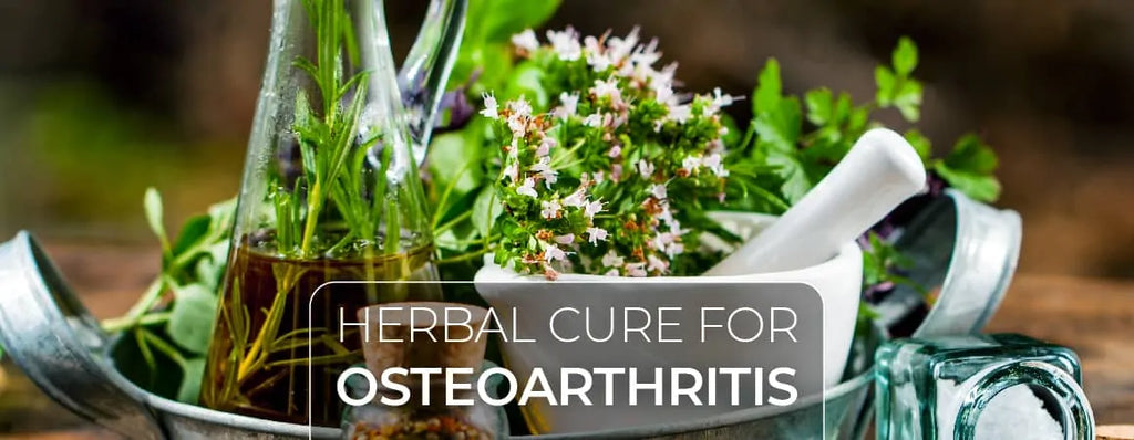 8 Herbs For Herbal Cure for Osteoarthritis