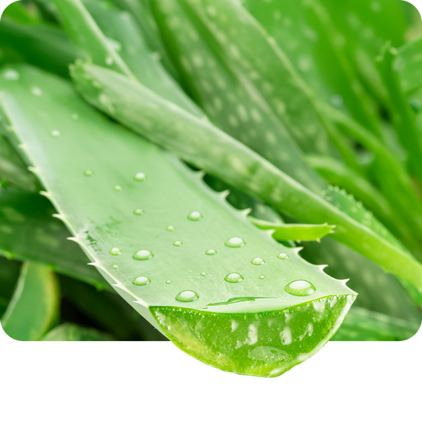 Aloe vera