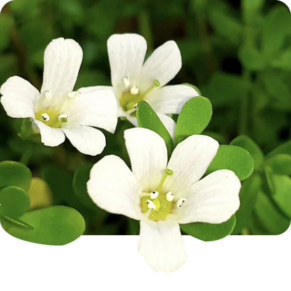 Brahmi