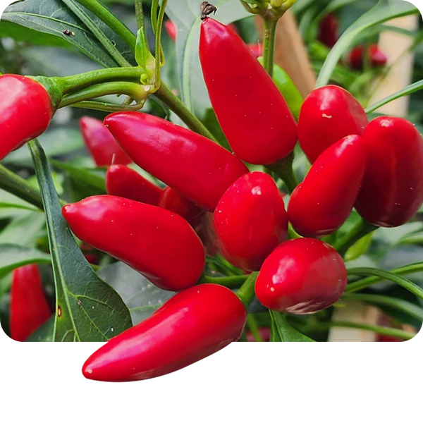 Capsicum Oil
