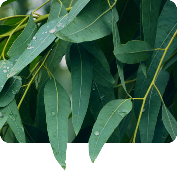 Eucalyptus oil