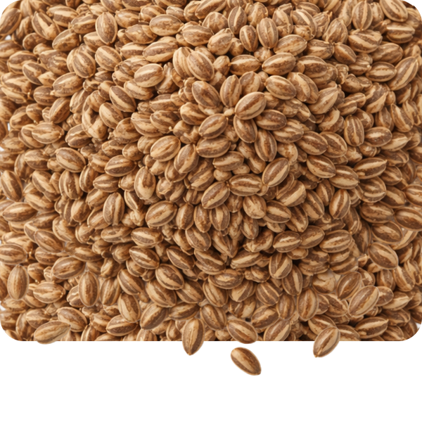Gajar beej
