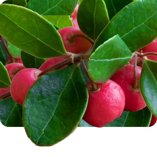 Gandhapura Oil 