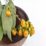 Jyotishmati