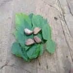 Karanj 