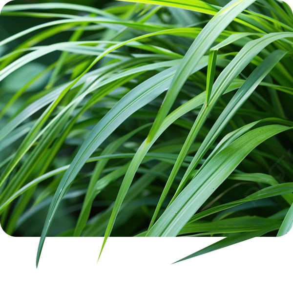Lemongrass Oil