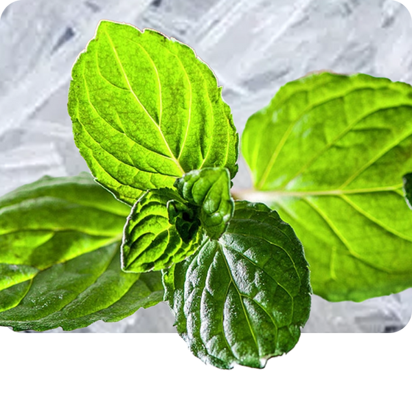 Menthol