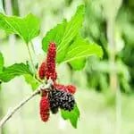 Mulberry 