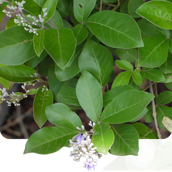 Nirgundi