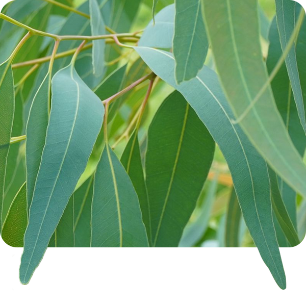 Nilgiri  oil 