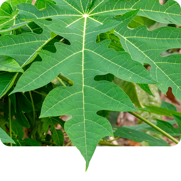 Carica Papaya 