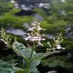 Parpata