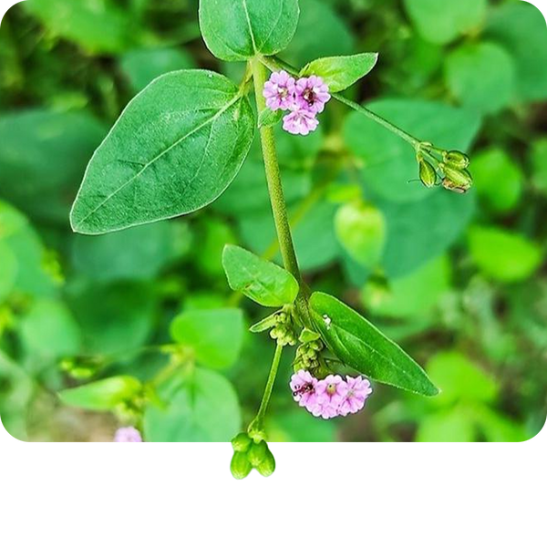 Punarnava