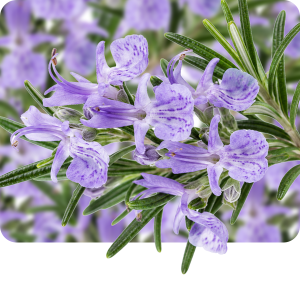 Rosemary