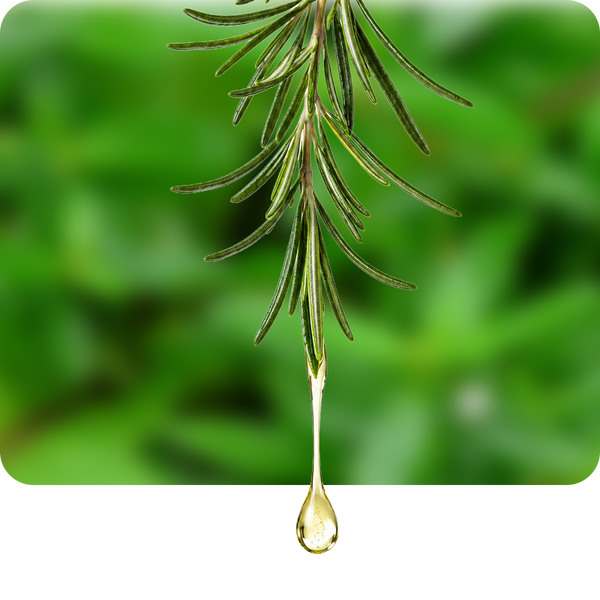 Rosemary Oil