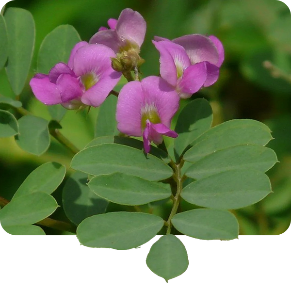 Sharpunkha