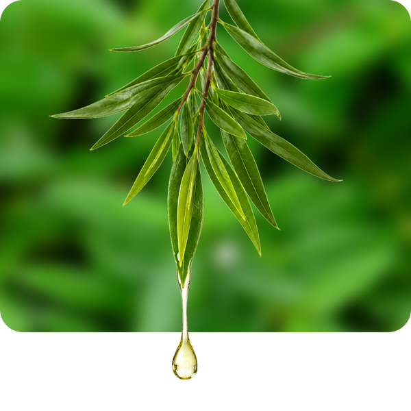 Tea Tree Oil