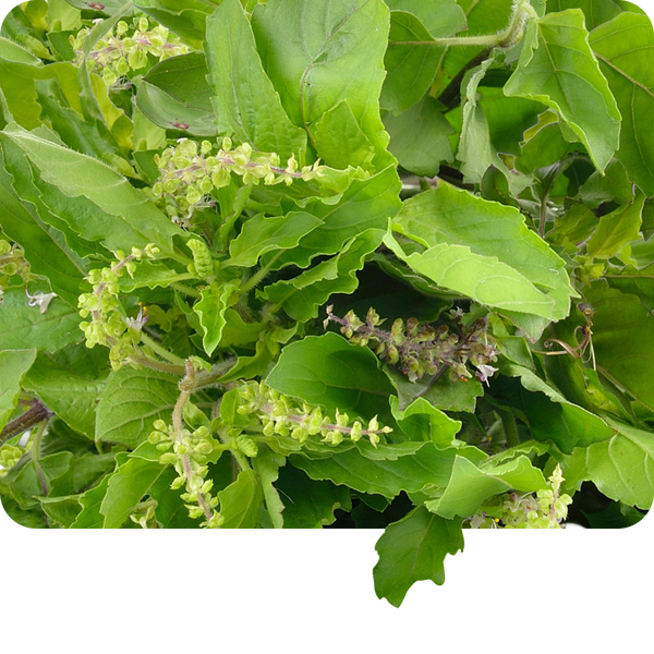 Plat C Tulsi