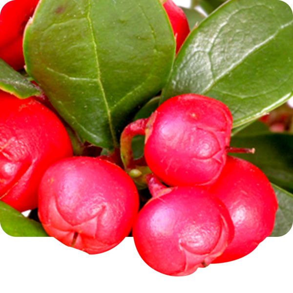 Wintergreen oil