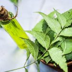 Neem oil 